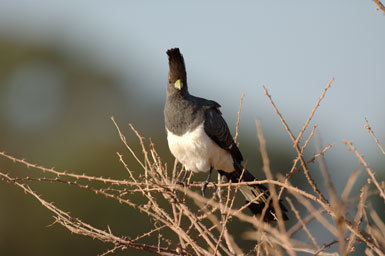 Image of White-bellied Go-away-bird