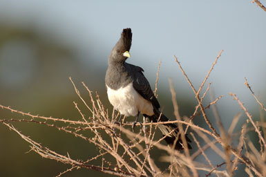 Image of White-bellied Go-away-bird
