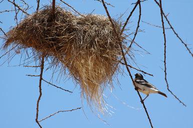 Image of White-browed Sparrow-Weaver