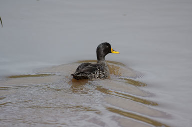 Image of Yellow-billed Duck