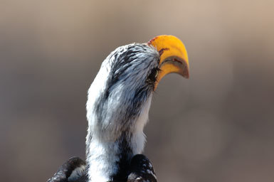Image of Eastern Yellow-billed Hornbill
