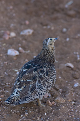 Plancia ëd Pterocles gutturalis saturatior Hartert 1900