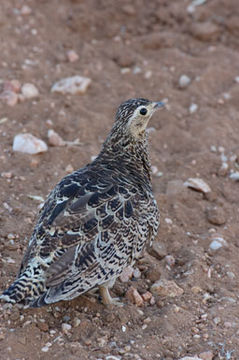 Image of Pterocles gutturalis saturatior Hartert 1900