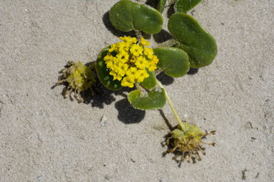 Image of coastal sand verbena