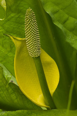 Image of American skunkcabbage