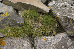 Image of Antarctic hair grass