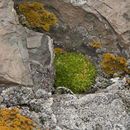 Image of Antarctic pearlwort