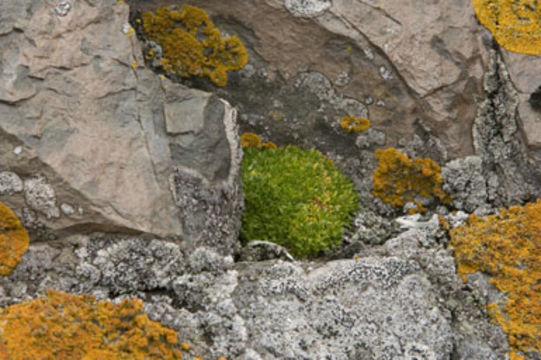 Image of Antarctic pearlwort