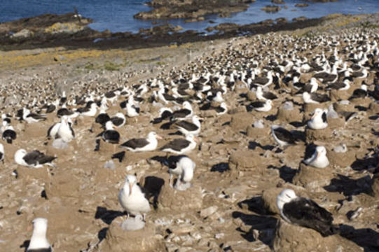 Image of Black-browed Albatross