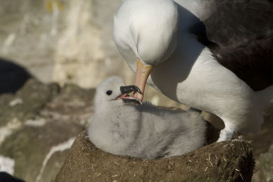 Image of Black-browed Albatross