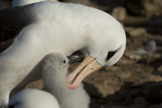 Image of Black-browed Albatross