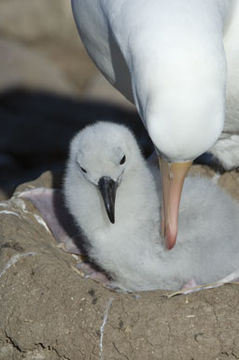 Image of Black-browed Albatross