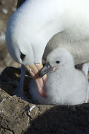 Image of Black-browed Albatross