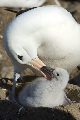 Image of Black-browed Albatross