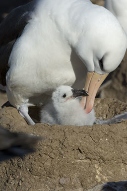 Image of Black-browed Albatross