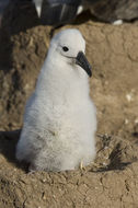 Image of Black-browed Albatross