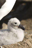Image de Albatros à sourcils noirs