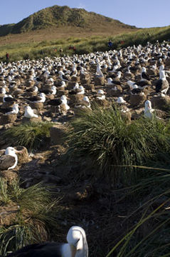 Image of Black-browed Albatross