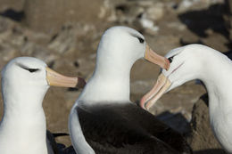 Thalassarche melanophris (Temminck 1828) resmi