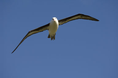 Image of Black-browed Albatross