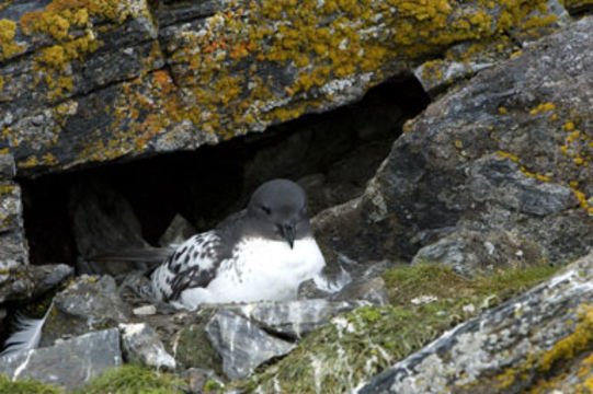 Image of Cape Petrel