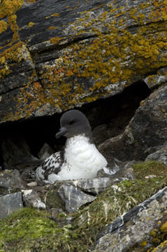 Image of Cape Petrel