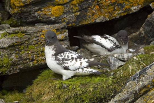 Image of Cape Petrel