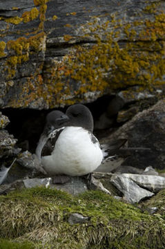 Image of Cape Petrel