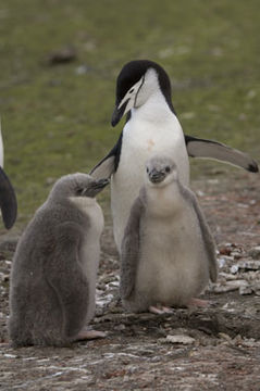 Image of Chinstrap Penguin