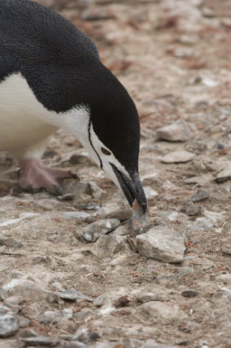 Plancia ëd Pygoscelis antarcticus (Forster & JR 1781)