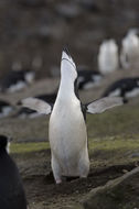 Plancia ëd Pygoscelis antarcticus (Forster & JR 1781)