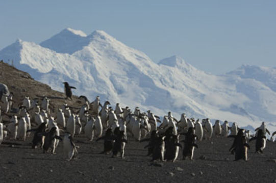 Image of Chinstrap Penguin