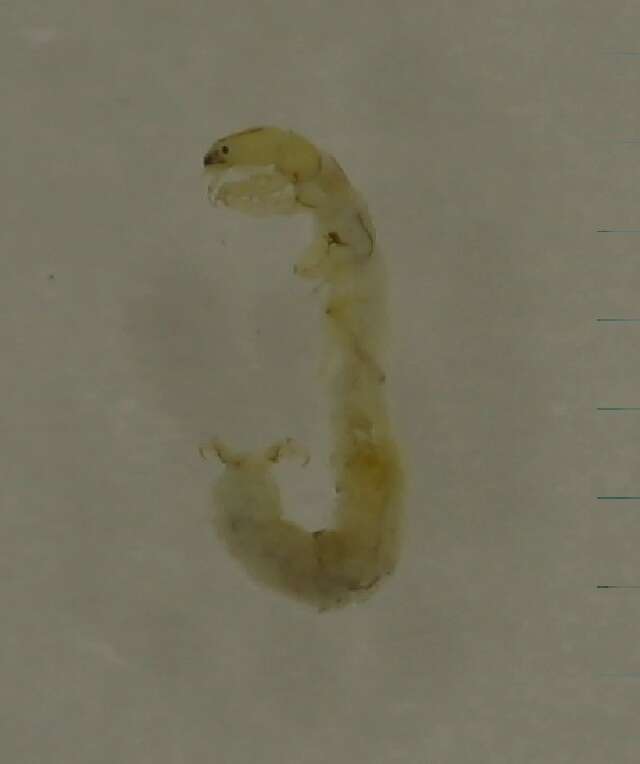 Image of Pseudoneureclipsis