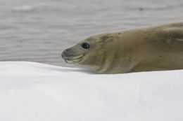 Image of Crabeater Seal