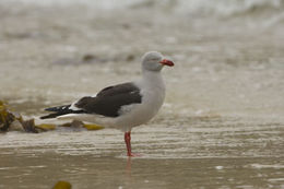 Leucophaeus scoresbii (Traill 1823) resmi