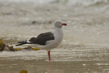 Image of Dolphin Gull