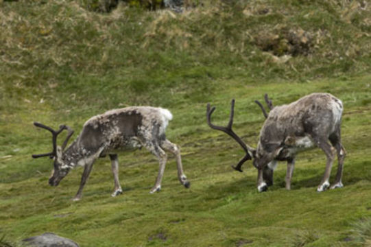 Image of Reindeer