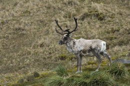 Image of Reindeer