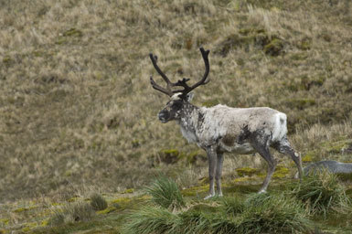 Image of Reindeer