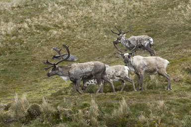 Image of Reindeer