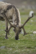 Image of Reindeer