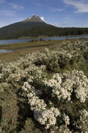 Image of Chiliotrichum diffusum (Forst. fil.) Kuntze