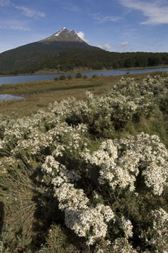 Image de Chiliotrichum diffusum (Forst. fil.) Kuntze