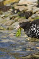 Image of Kelp Goose