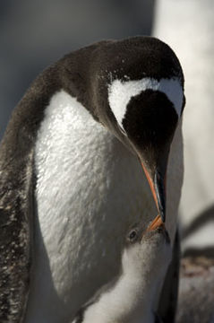 Image of Gentoo Penguin