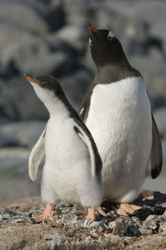 Image of Gentoo Penguin