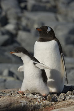 Image of Gentoo Penguin