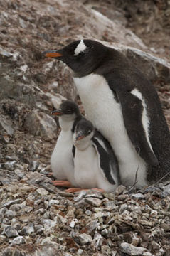 Image of Gentoo Penguin