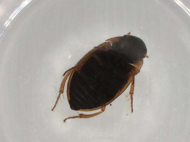 Laccobius (Laccobius) cinereus Motschulsky 1860 resmi