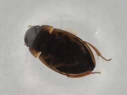 Image of Laccobius (Laccobius) cinereus Motschulsky 1860